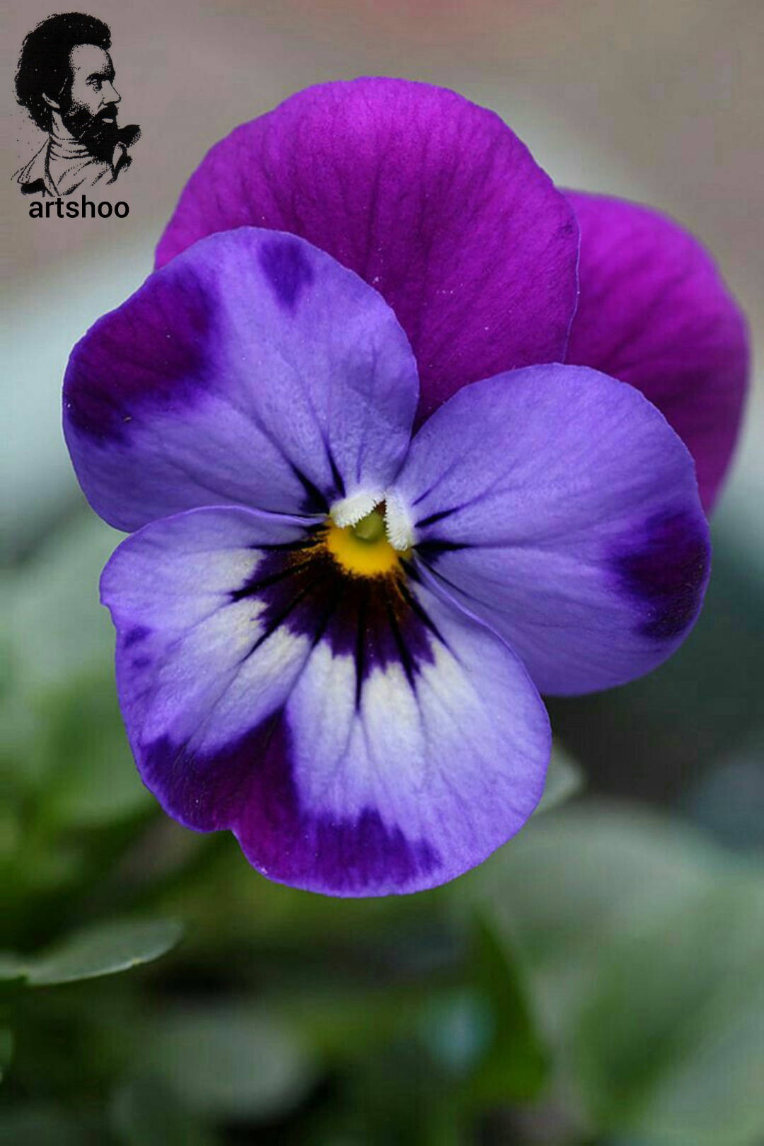 گل اورژینال رنگ روغن